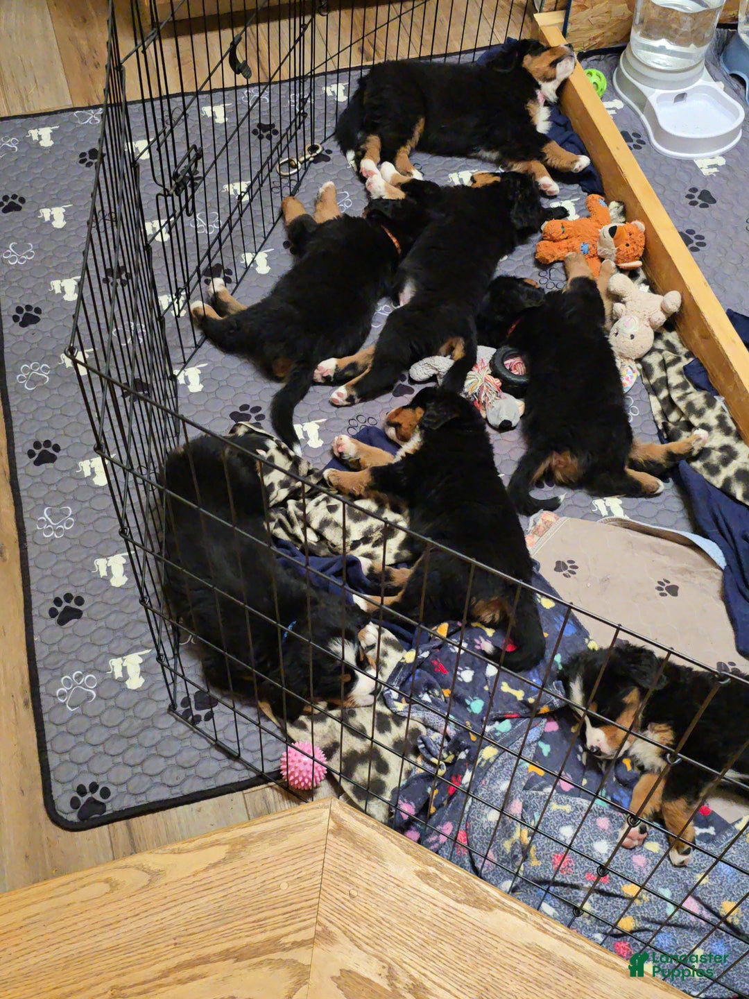 Bernese Mountain Dog dogs for sale: Red - Ad 7