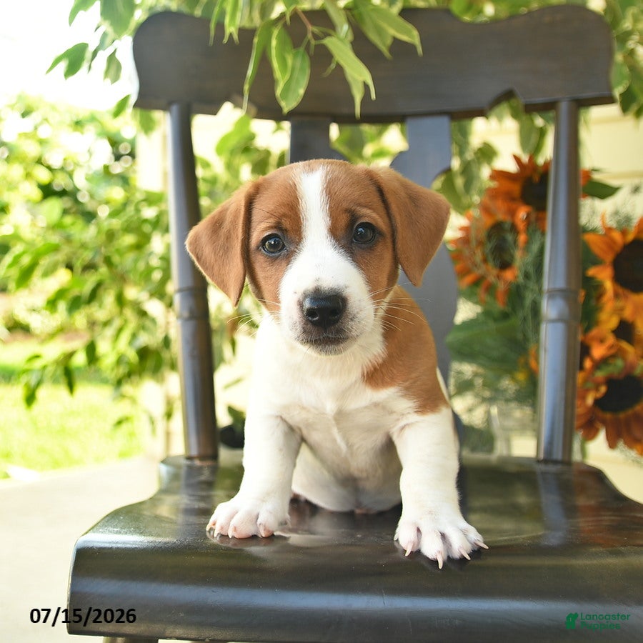 Jack Russell Terrier dogs Buddy - Ad 2