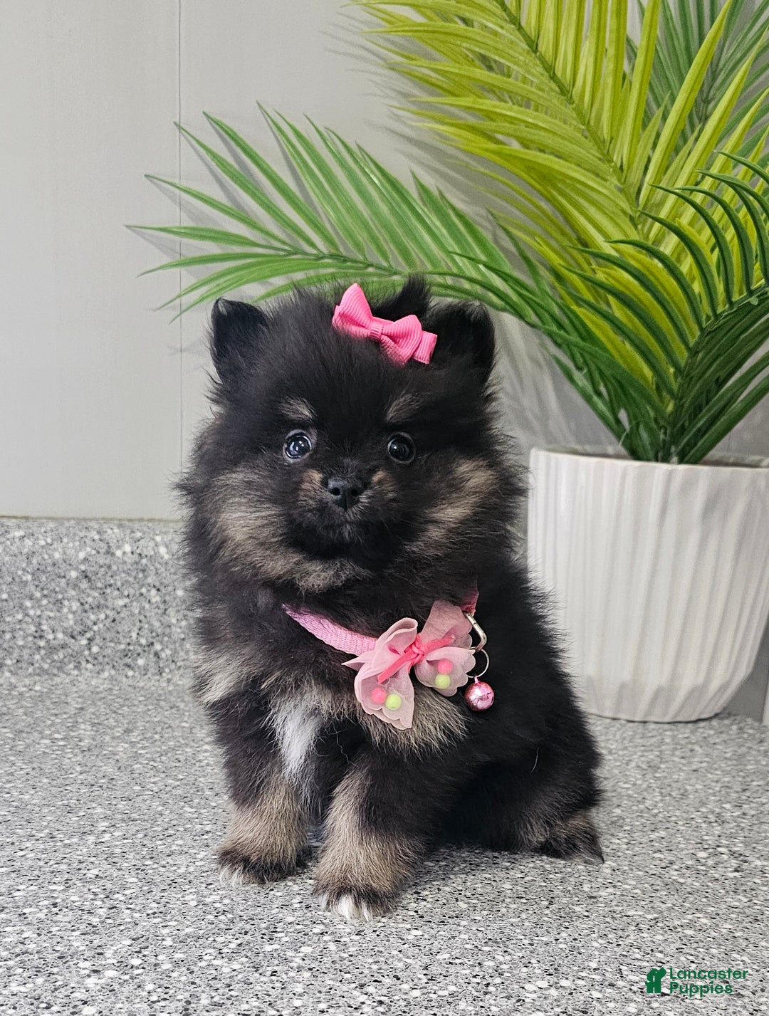 Pomeranian dogs for sale: Jazzy  - Ad 5