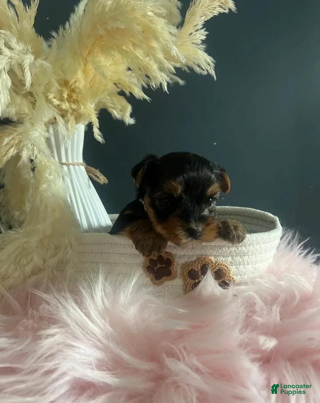 Yorkshire Terrier dogs for sale: Kevin - Ad 14