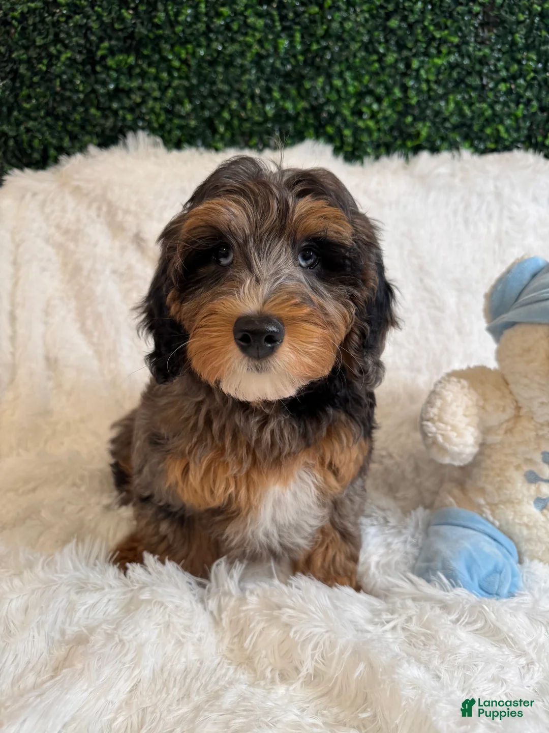 Mini Goldendoodle dogs for sale: Zoey - Ad 2