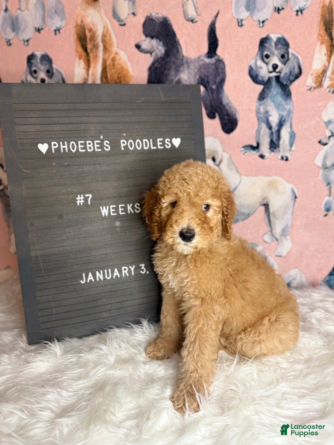 Standard Poodle dogs for sale: Standard Poodle Puppy 3 - Ad 7
