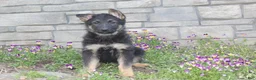 German Shepherd dogs for sale: Dixie  - Ad 6