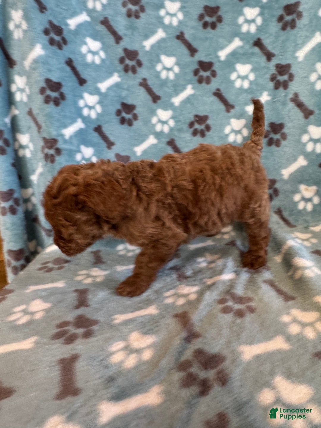 Mini Goldendoodle dogs for sale: Holly  - Ad 3