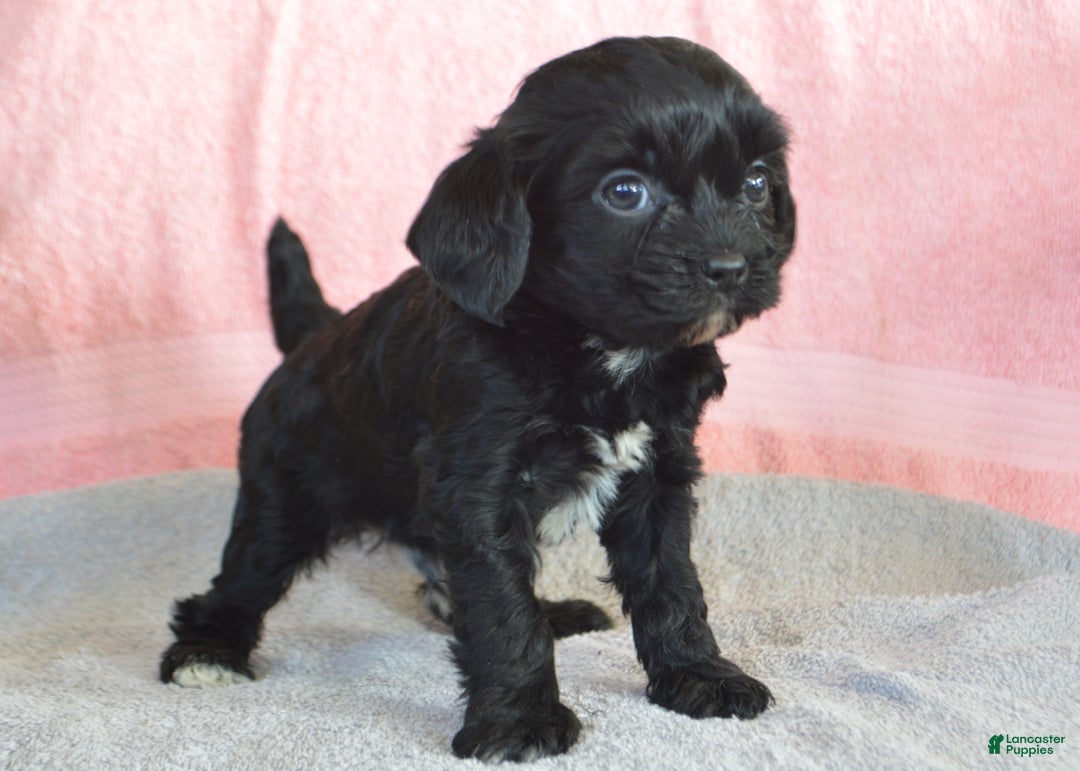 Yorkiepoo dogs for sale: Elvis - Ad 2