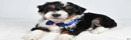 Mini Aussiedoodle dogs for sale: Gern - Ad 3