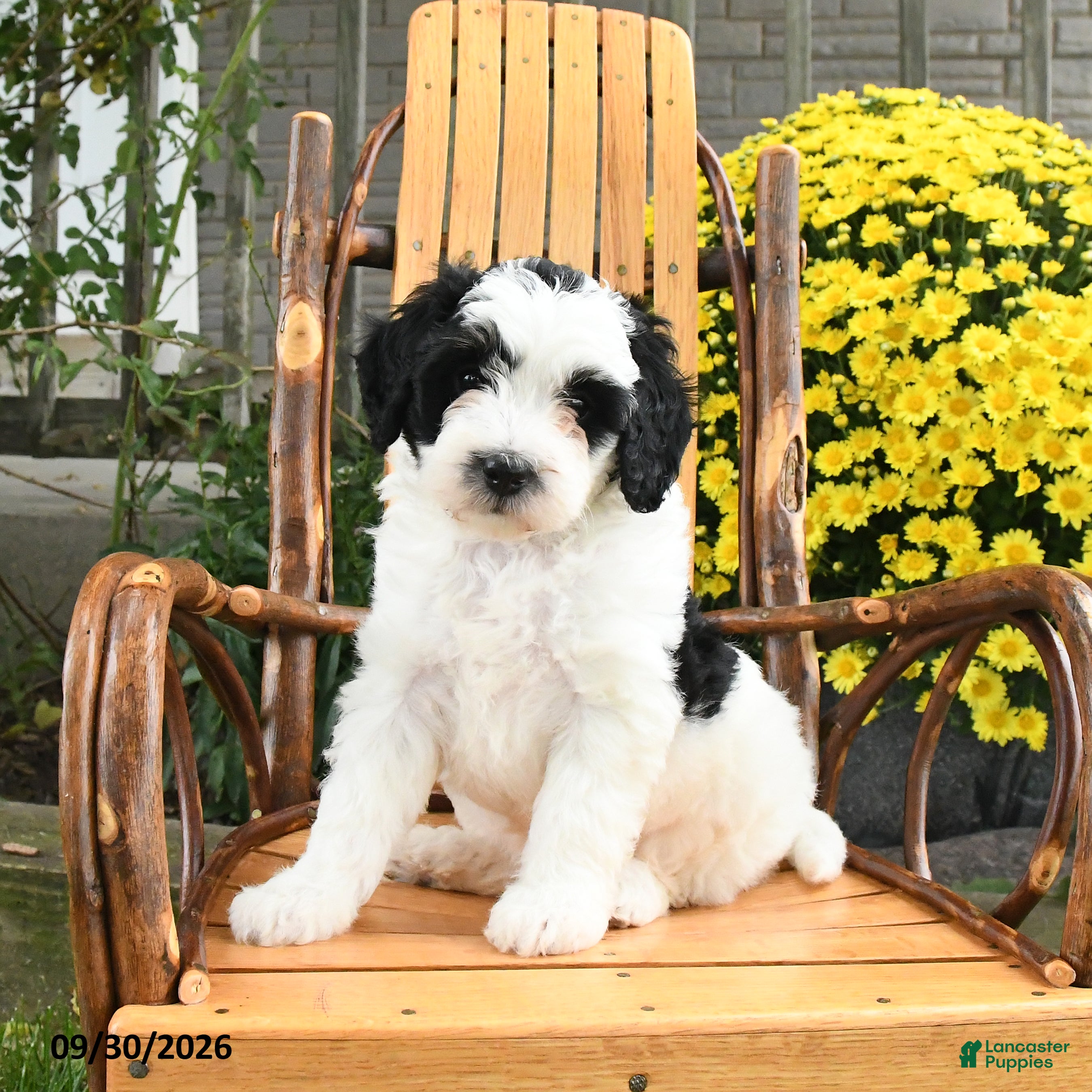 Mini Bernedoodle dogs Bandit - Ad 2
