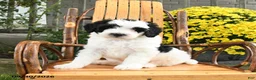 Mini Bernedoodle dogs for sale: Bandit - Ad 2