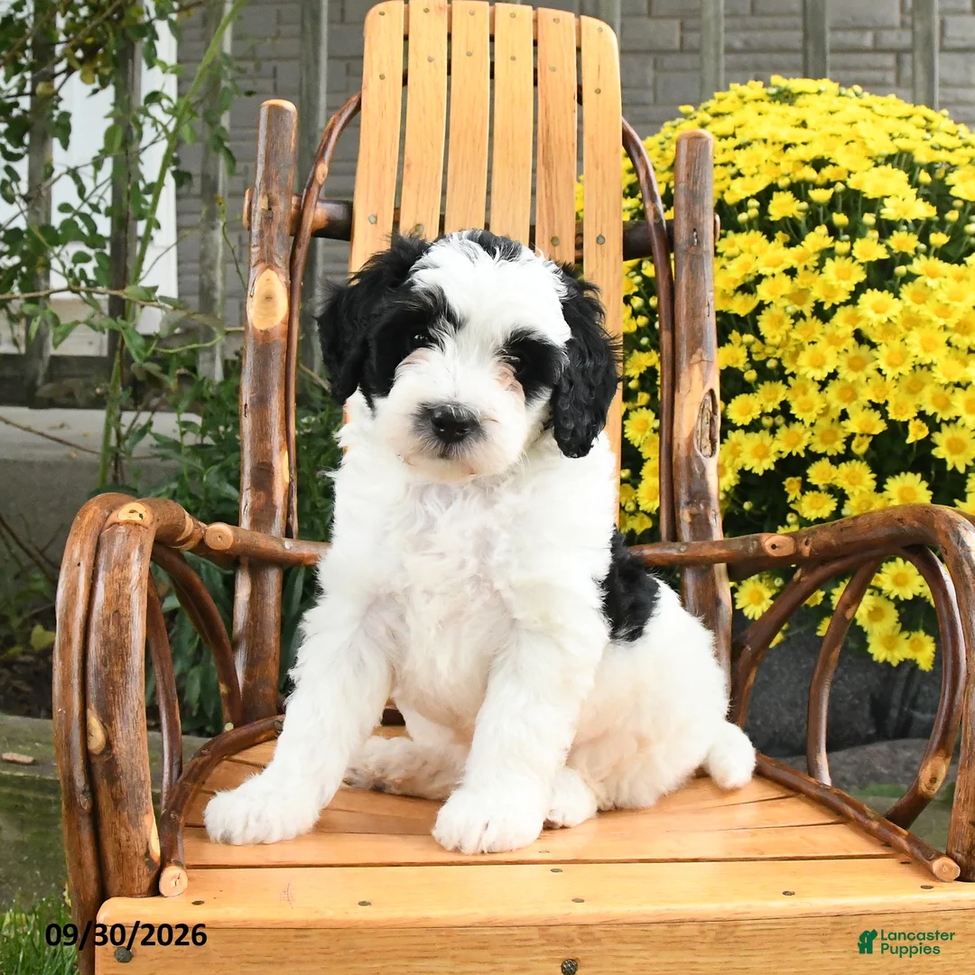 Mini Bernedoodle dogs for sale: Bandit - Ad 2