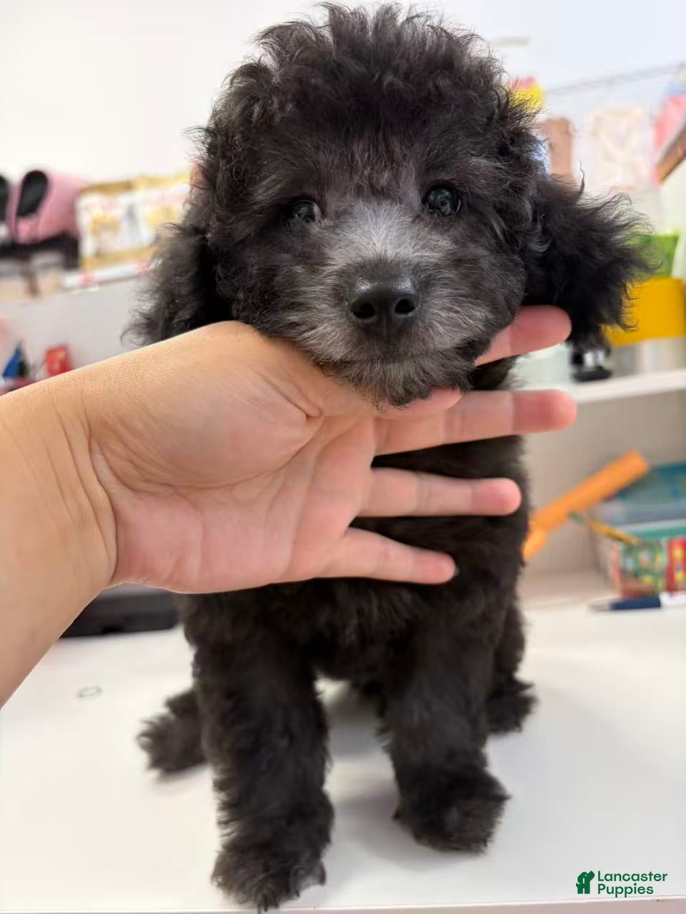 Maltese dogs poodle gray - Ad 4