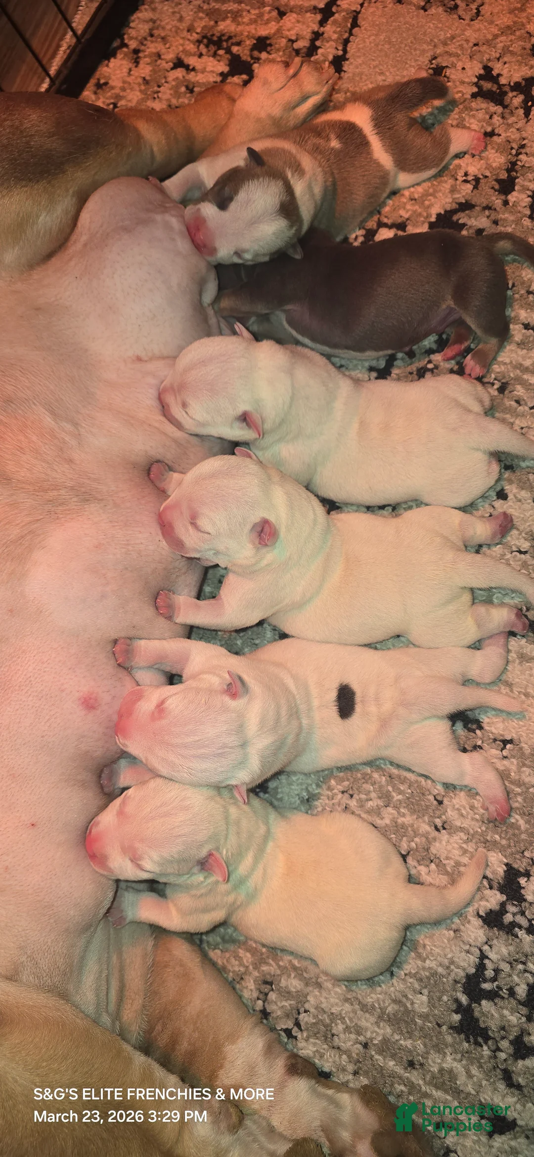 American Bully dogs for sale: American Bully litter of 2 puppies - Ad 13