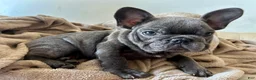 French Bulldog dogs for sale: King - Ad 5