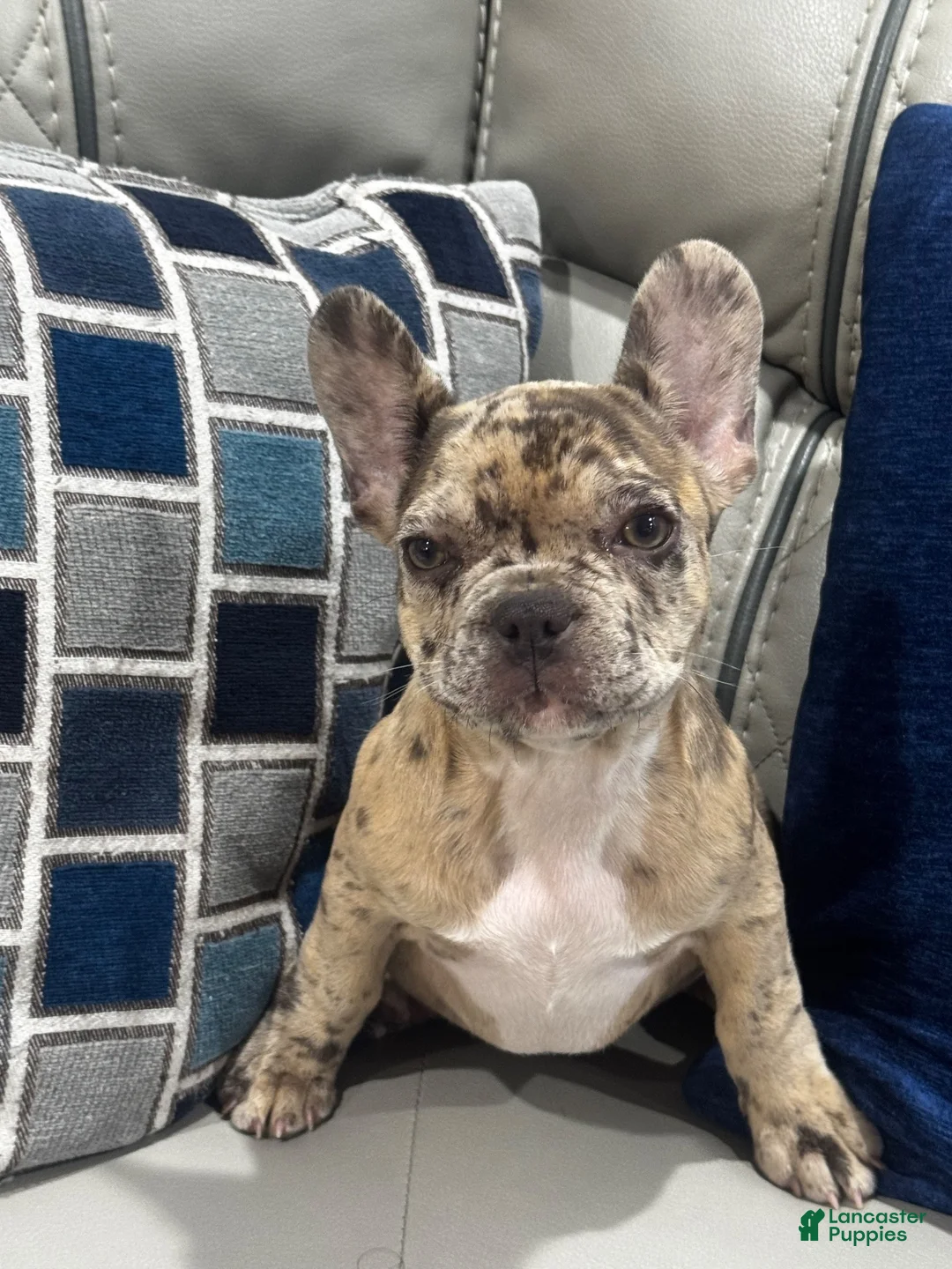 French Bulldog dogs for sale: Mila aka little bit - Ad 2