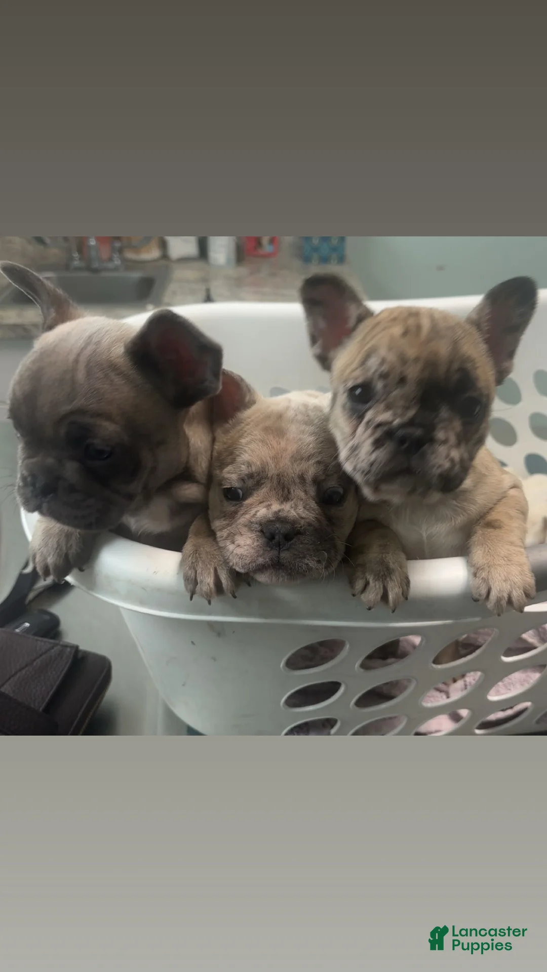 French Bulldog dogs for sale: French Bulldog Puppy 2 - Ad 6