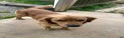 Golden Retriever dogs for sale: Mr. Dazzle Your Heart - Ad 2