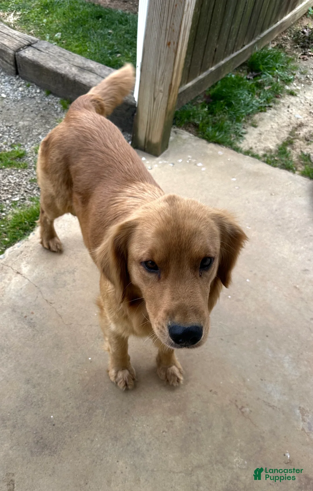 Golden Retriever dogs for sale: Mr. Dazzle Your Heart - Ad 2