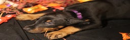 Doberman Pinscher dogs for sale: Gouda - Ad 1