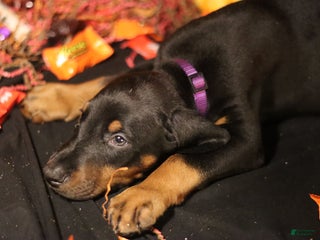 Doberman Pinscher dogs Gouda - Ad 42