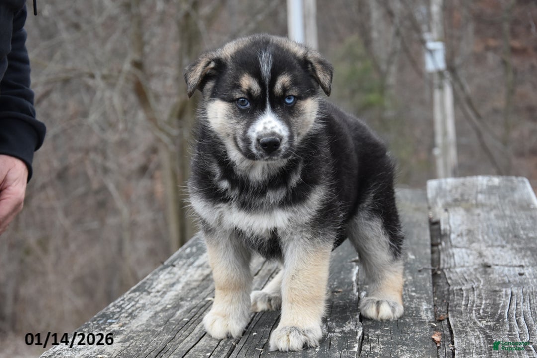 Gerberian Shepsky dogs for sale: Panda - Ad 2