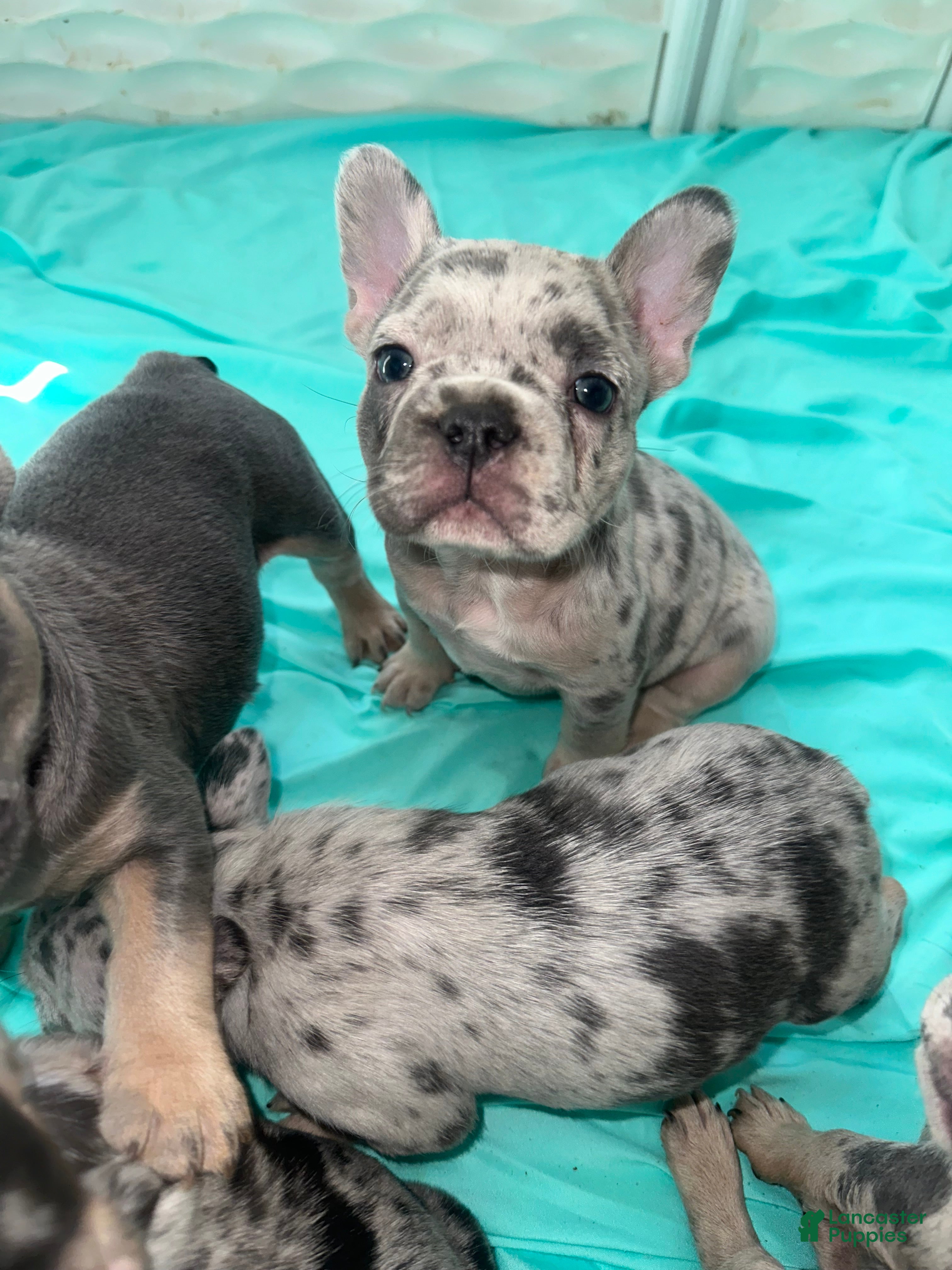 French Bulldog dogs Bluey - Ad 36