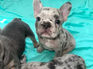 French Bulldog dogs Bluey - Ad 36