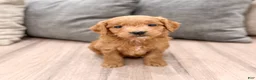 Mini Goldendoodle dogs for sale: Chief - Ad 1