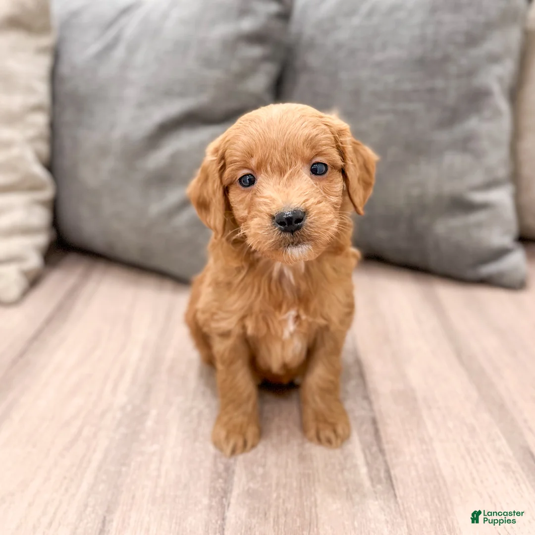 Mini Goldendoodle dogs for sale: Chief - Ad 1