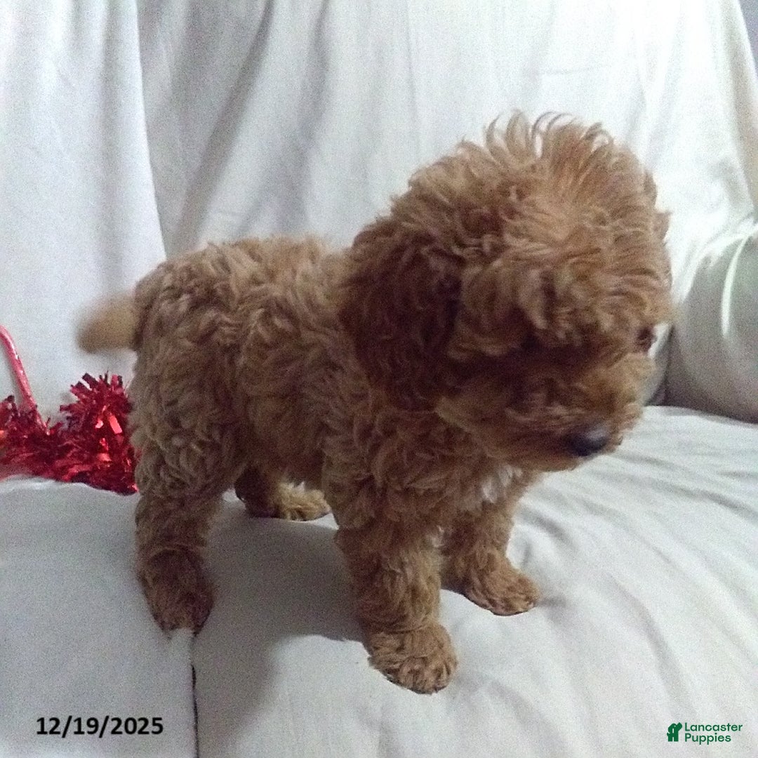 Mini Goldendoodle dogs for sale: Jolly - Ad 3