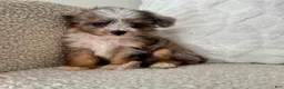 Mini Aussiedoodle dogs for sale: Kenny - Ad 5
