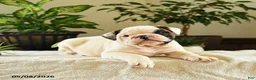 English Bulldog dogs for sale: Jefferson - Ad 3