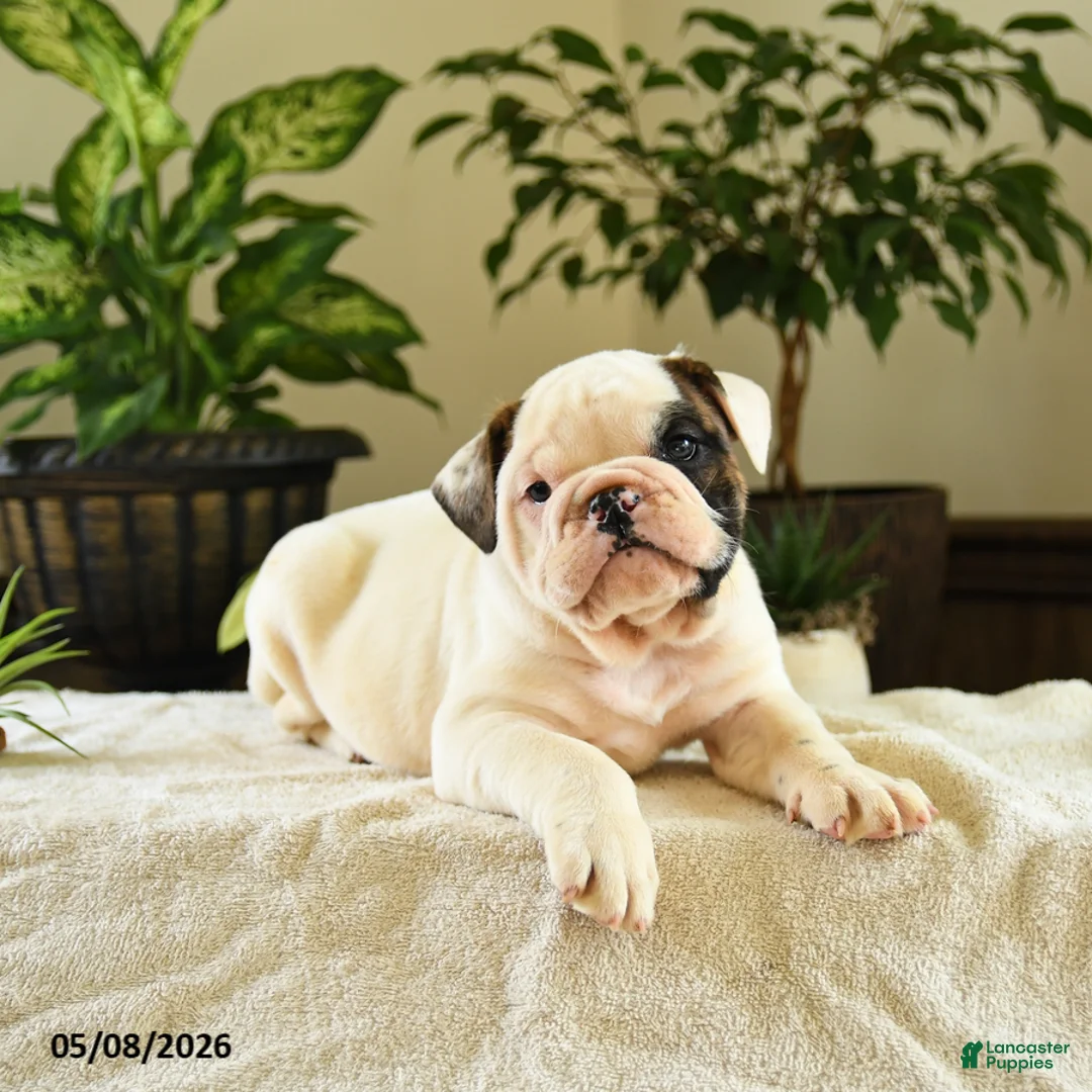 English Bulldog dogs for sale: Jefferson - Ad 3