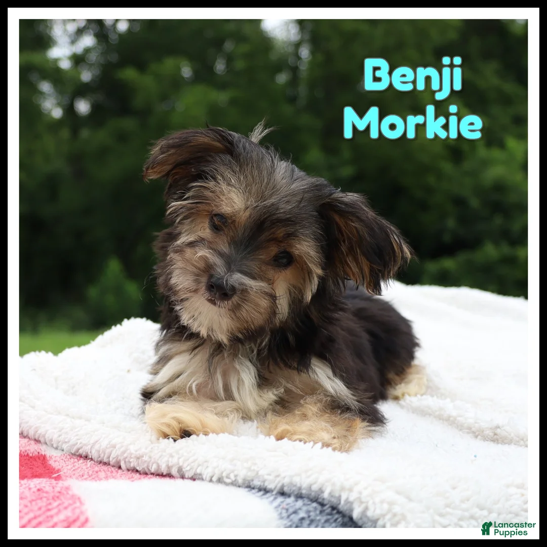 Morkie dogs for sale: Benji - Ad 1