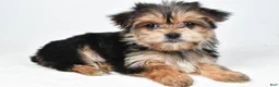 Morkie dogs for sale: Rita - Ad 2