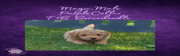 Goldendoodle dogs for sale: Magic “Purple Collar” Male - Ad 9