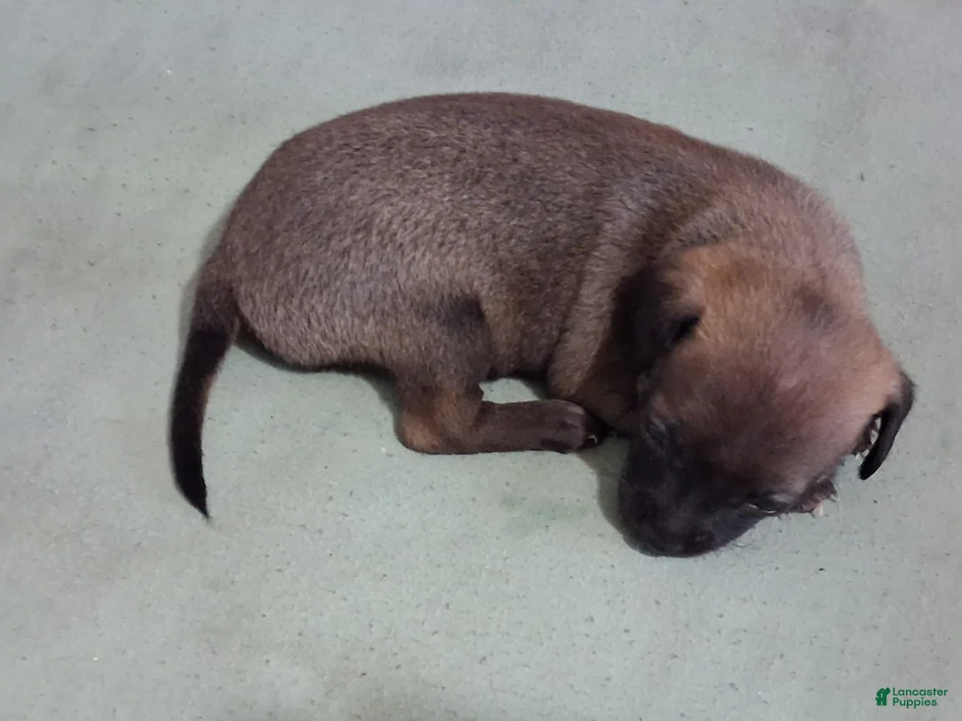 Chihuahua dogs for sale: Chihuahua 2 mork - Ad 1