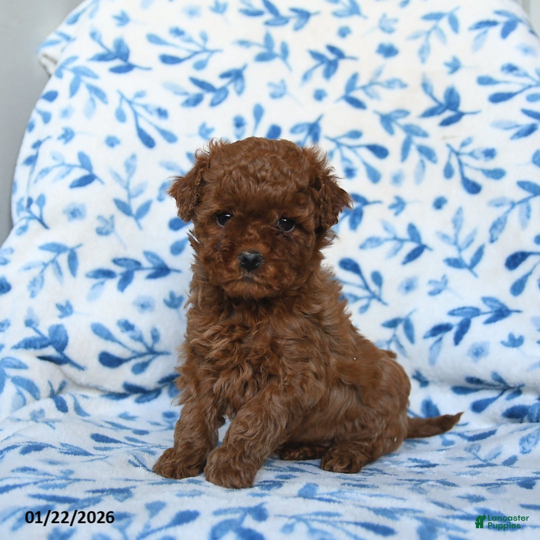 Cavapoo dogs for sale: Callie - Ad 2