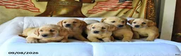 Labrador Retriever dogs for sale: Roxie - Ad 5