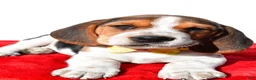 Beagle dogs for sale: Mark - Ad 4