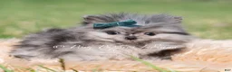 Pomeranian dogs for sale: Cooper AKC - Ad 6