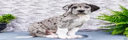 Great Dane dogs for sale: Zander - Ad 9