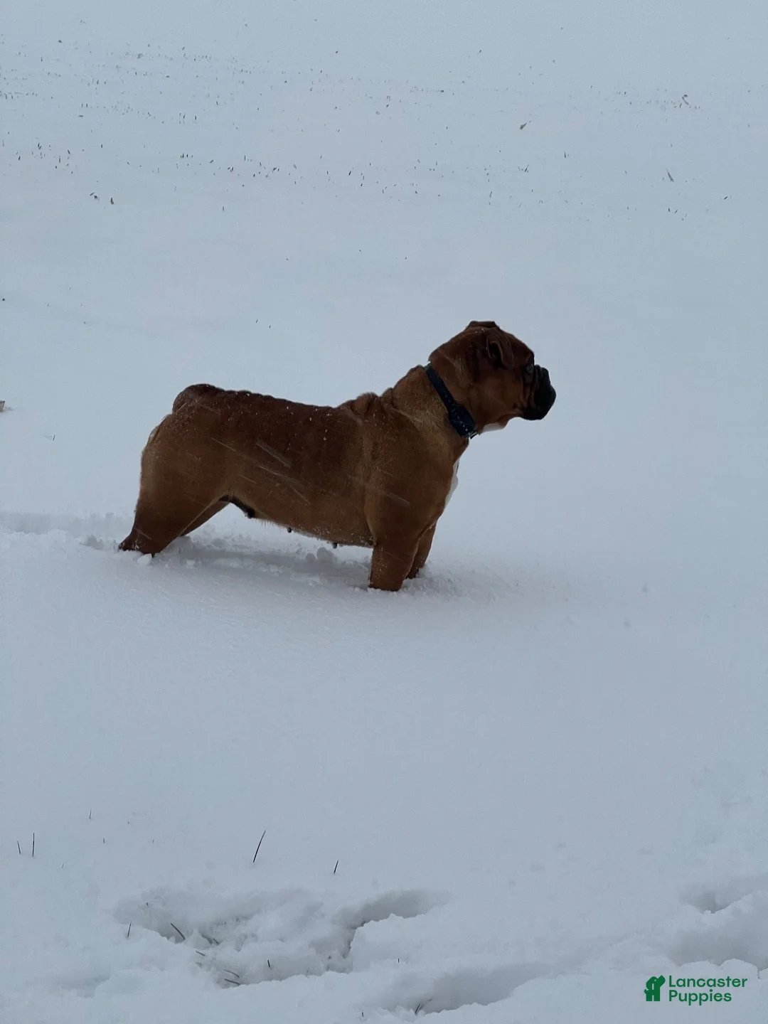 English Bulldog dogs for sale: Ginger Bee - Ad 9