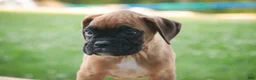 Boxer dogs for sale: Boxer 1 - Ad 5