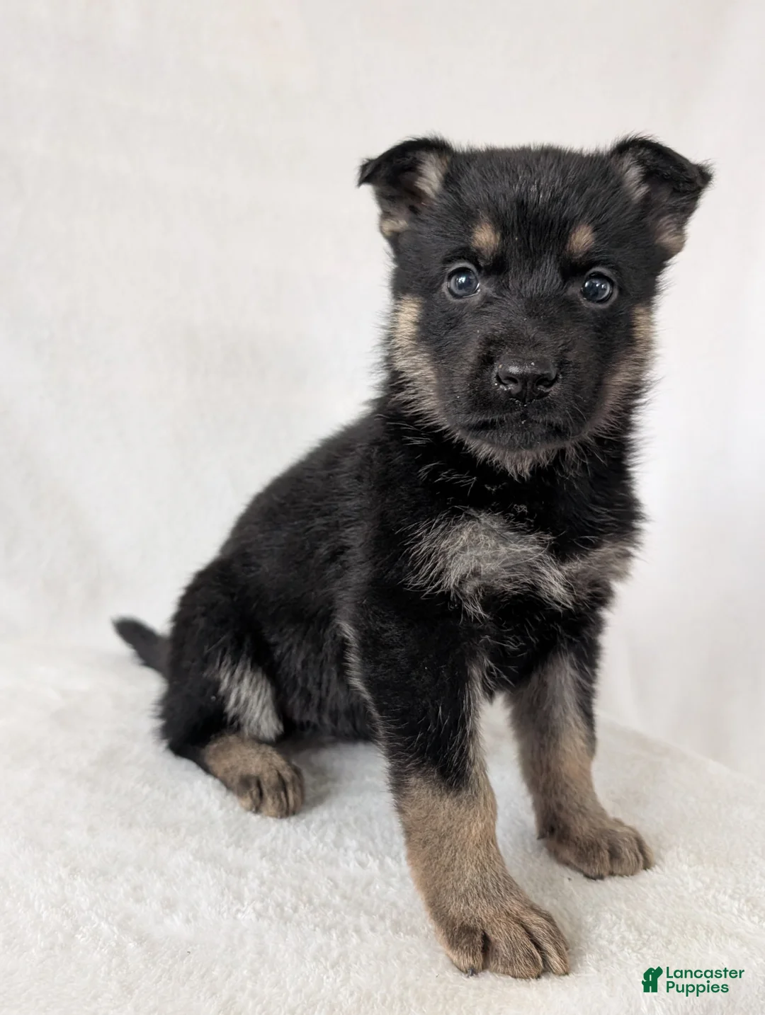 German Shepherd dogs for sale: Sara - Ad 9
