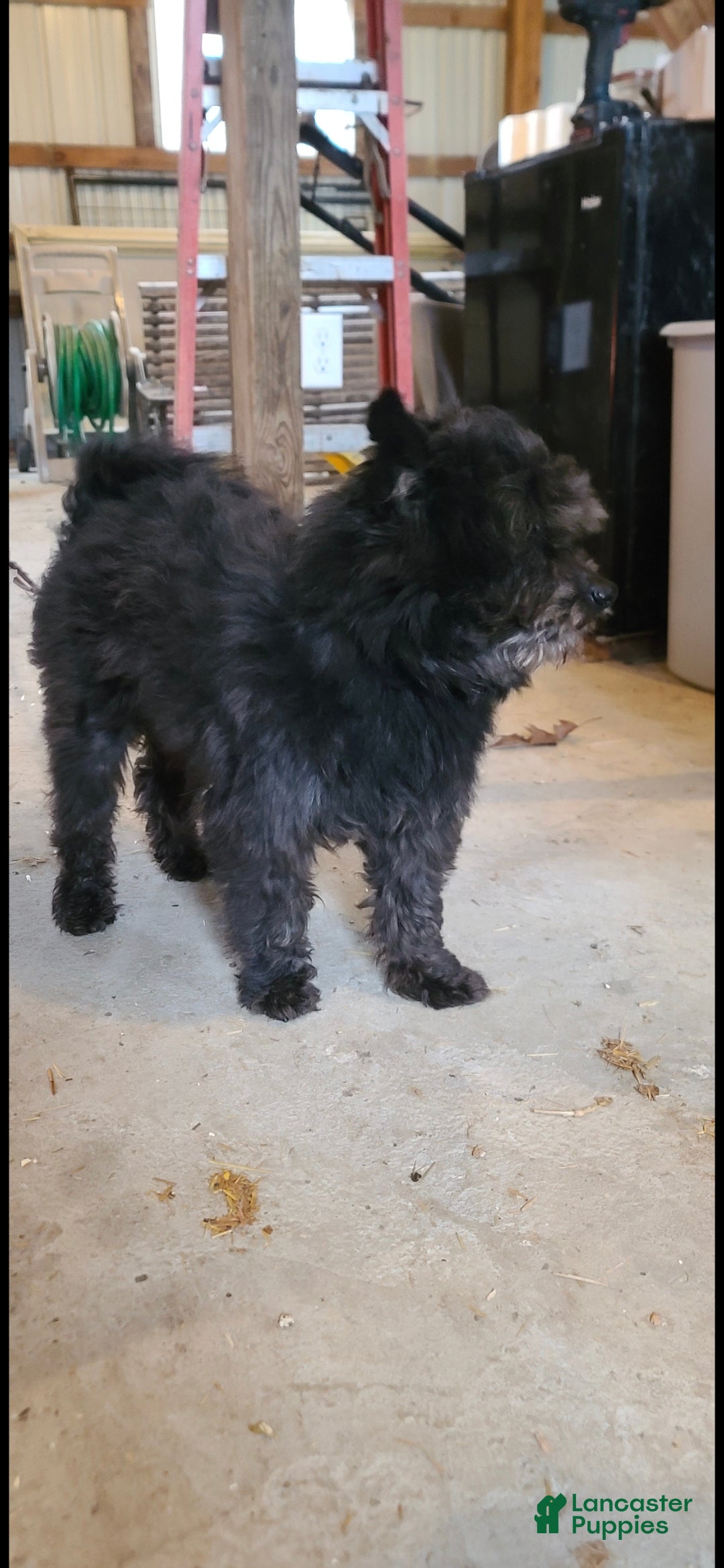 Pomapoo dogs for sale: Pomapoo Puppy 4 - Ad 5