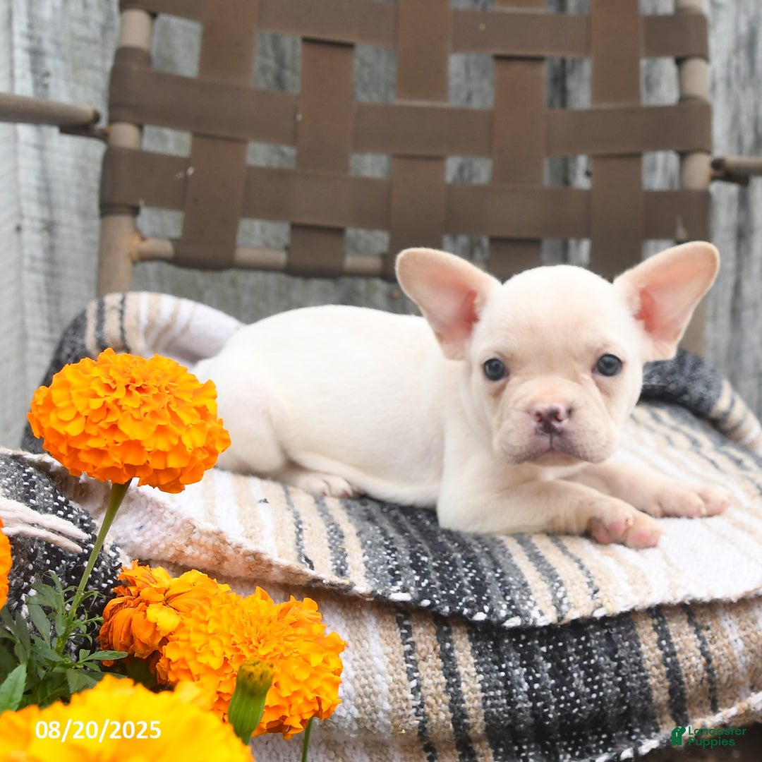 French Bulldog dogs for sale: Tulip - Ad 5