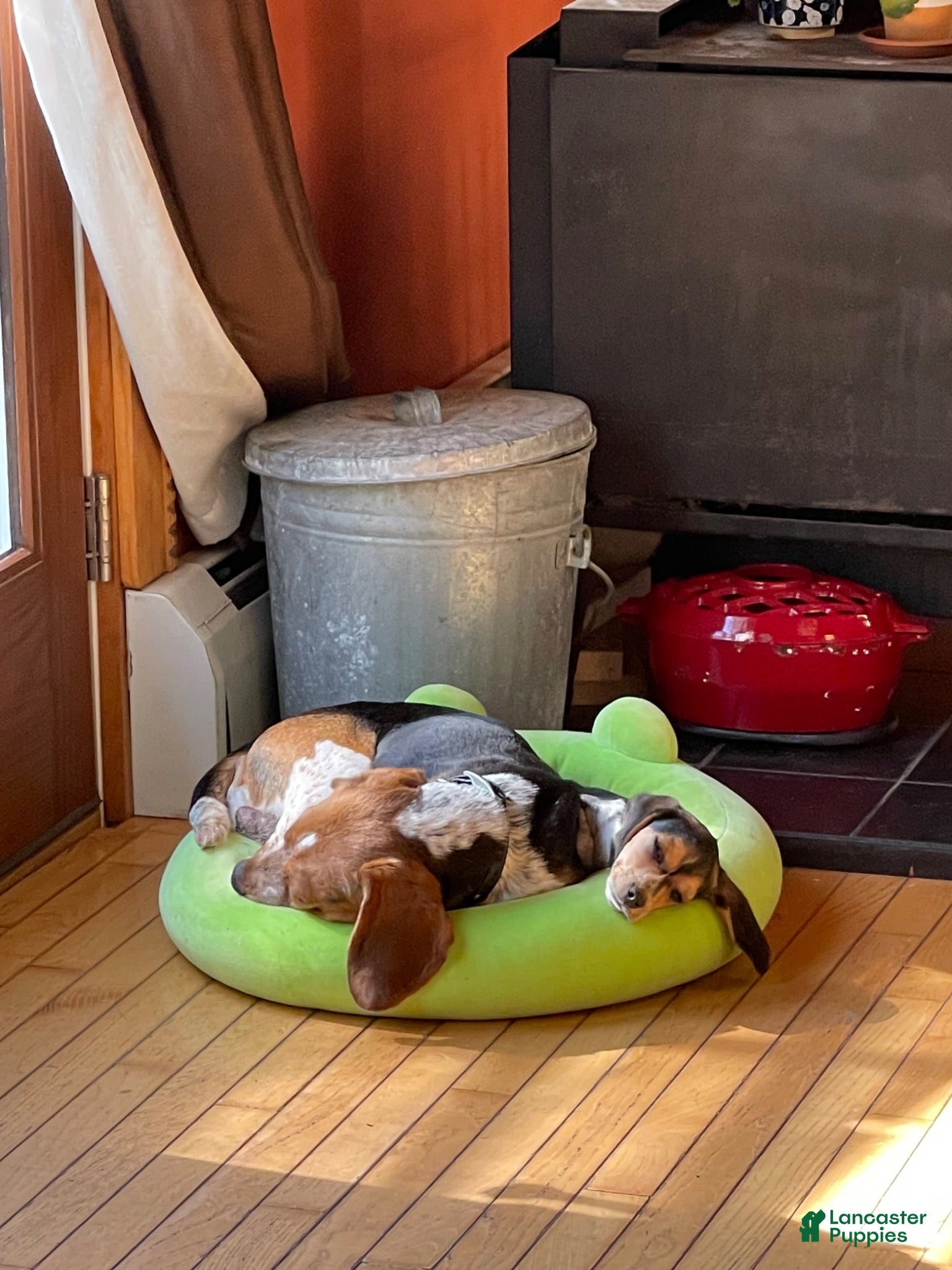 Beagle dogs Beagle 2 - Ad 2