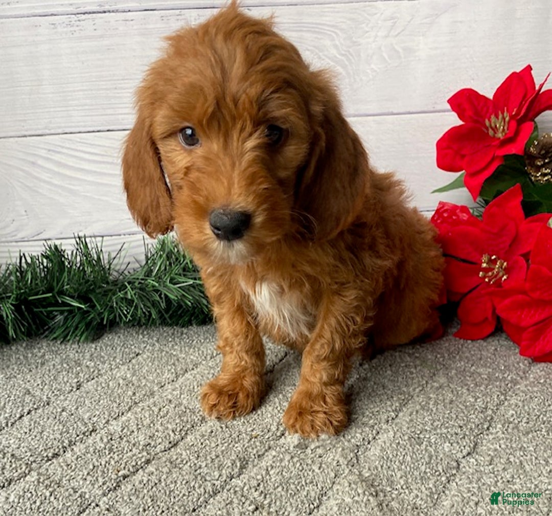 Mini Goldendoodle dogs for sale: Winston - Ad 3
