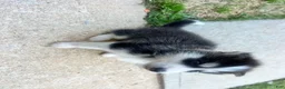 Siberian Husky dogs for sale: Tank - Ad 6