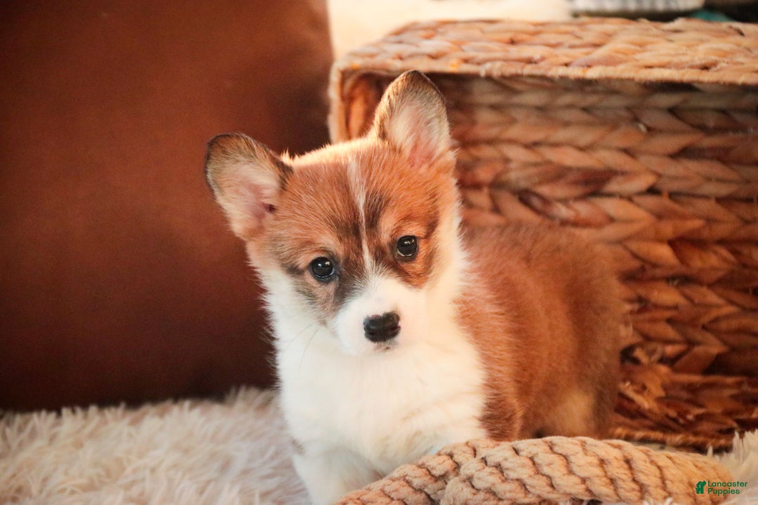 Welsh Corgi Pembroke dogs for sale: Waffle - Ad 6