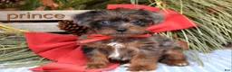 Yorkiepoo dogs for sale: Prince  - Ad 1